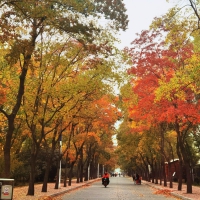 鶴壁市淇濱區(qū)“懷舊小巷”秋景迷人