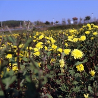 信陽平橋區(qū)：小菊花托起產(chǎn)業(yè)扶貧夢