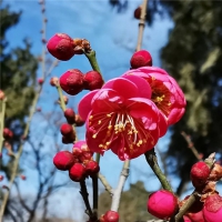 滿城春色，登封第一波美景上線