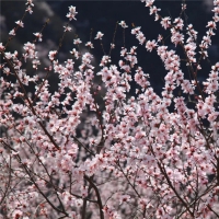 春風(fēng)吹靚青龍峽！