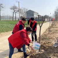 商丘市梁園區(qū)：干部下沉積極參與植樹造林活動(dòng)