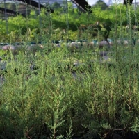 “植物大熊貓”回歸！3000株珍稀瀕危植物回歸三峽庫(kù)區(qū)