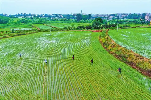 明確“十不準(zhǔn)”“十個嚴(yán)禁” 我省發(fā)布耕地保護監(jiān)督新規(guī)